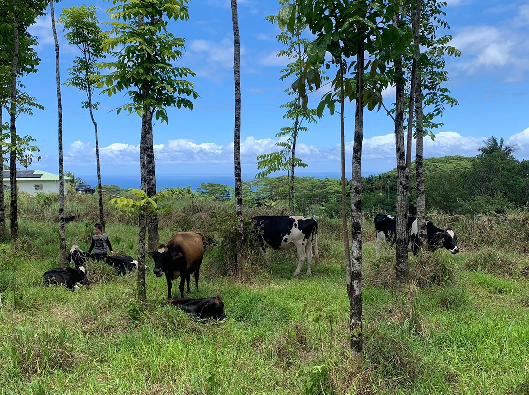 Krishna Cow Sanctuary景点图片