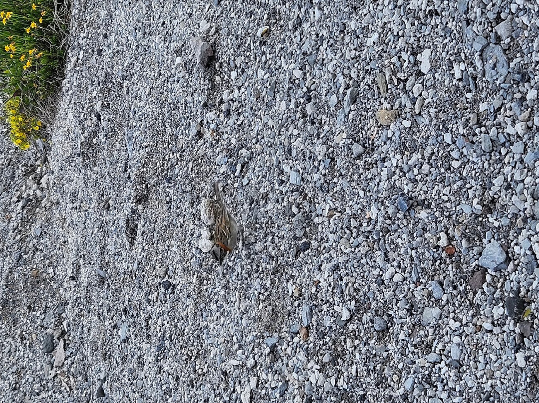 Volcan Chaiten-Chaiten必去景点