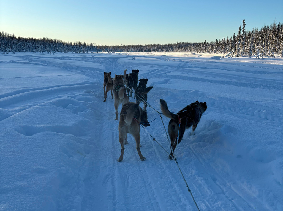 Alaskan Husky Adventures-安克雷奇必去景点