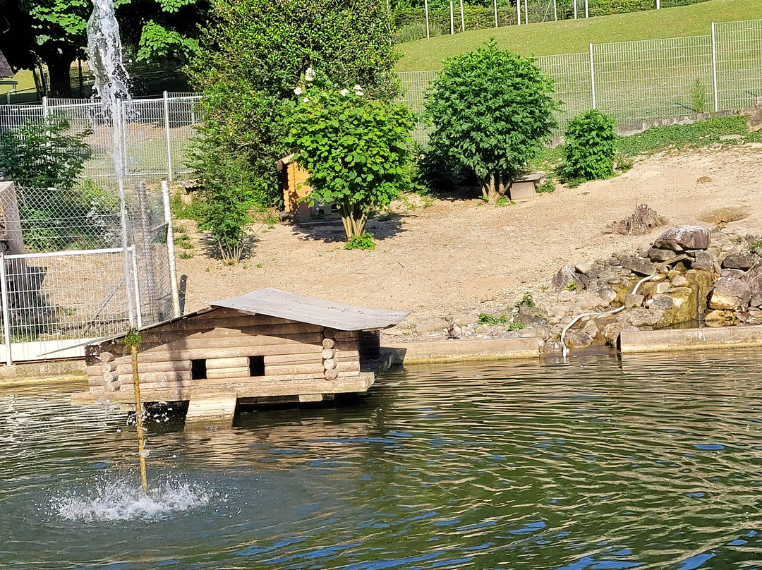 Tierpark Bad Zurzach景点图片