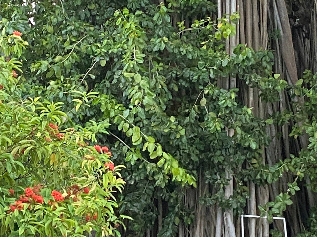 Fins Dive and Leisure Hotel主图