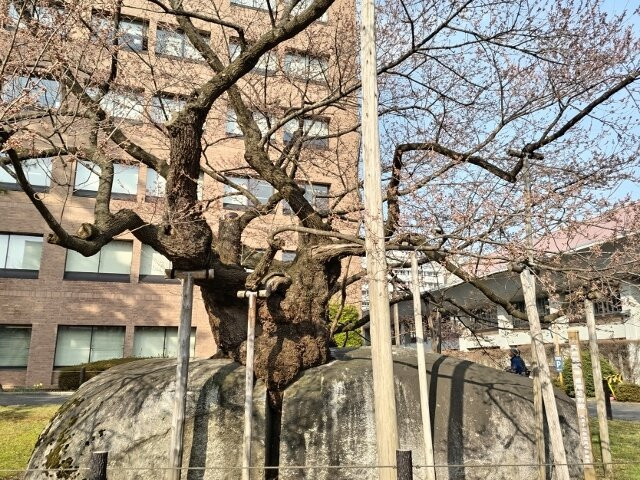 Rock-breaking Cherry Tree-盛冈市必去景点