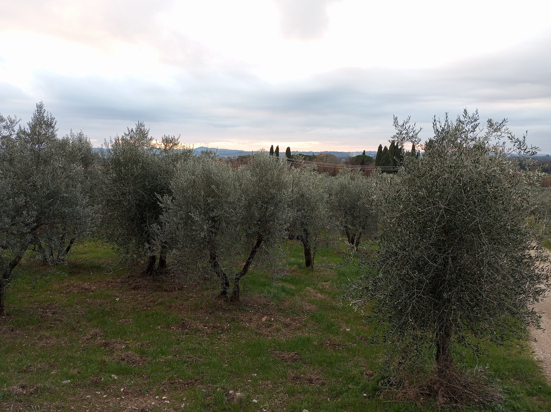 Lionforti da Vico主图