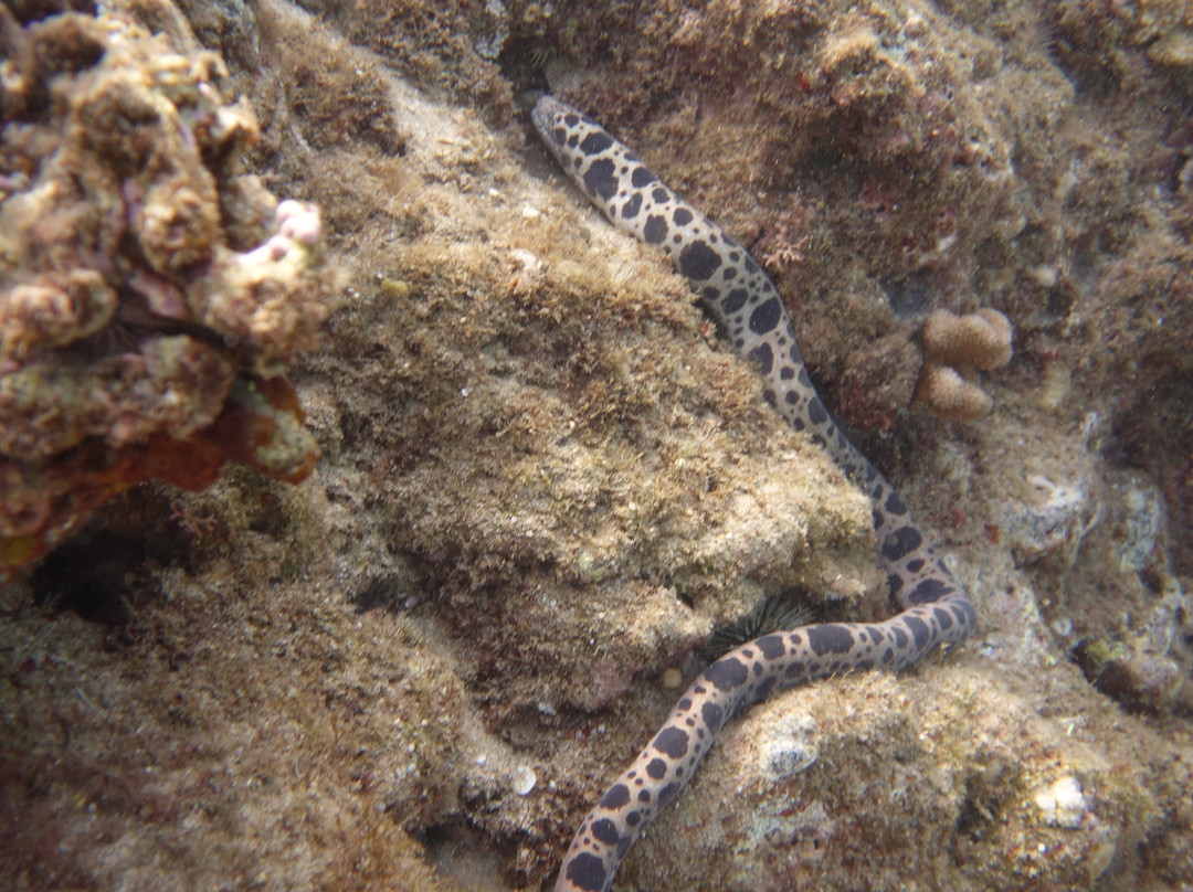 Aloha Maui Diving景点图片