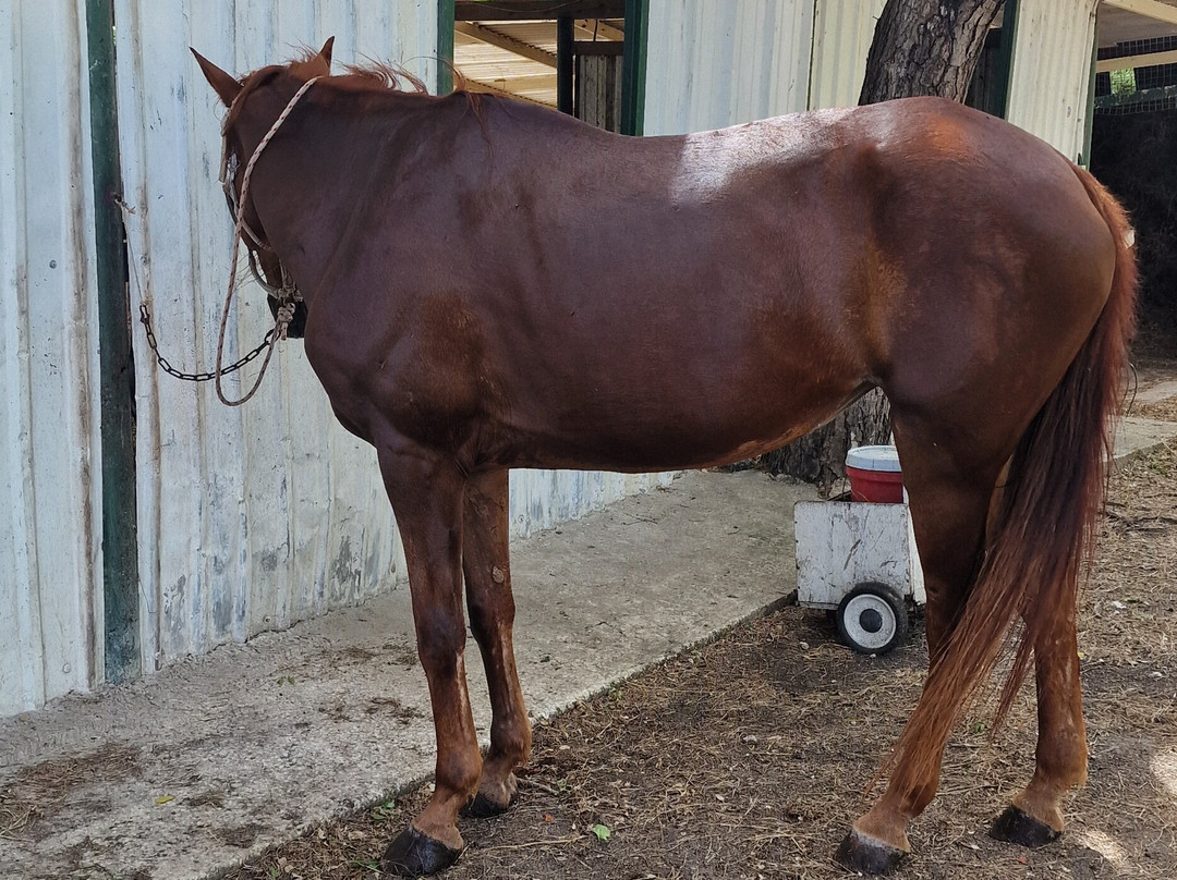 Codrington Riding Stables-Waterford必去景点