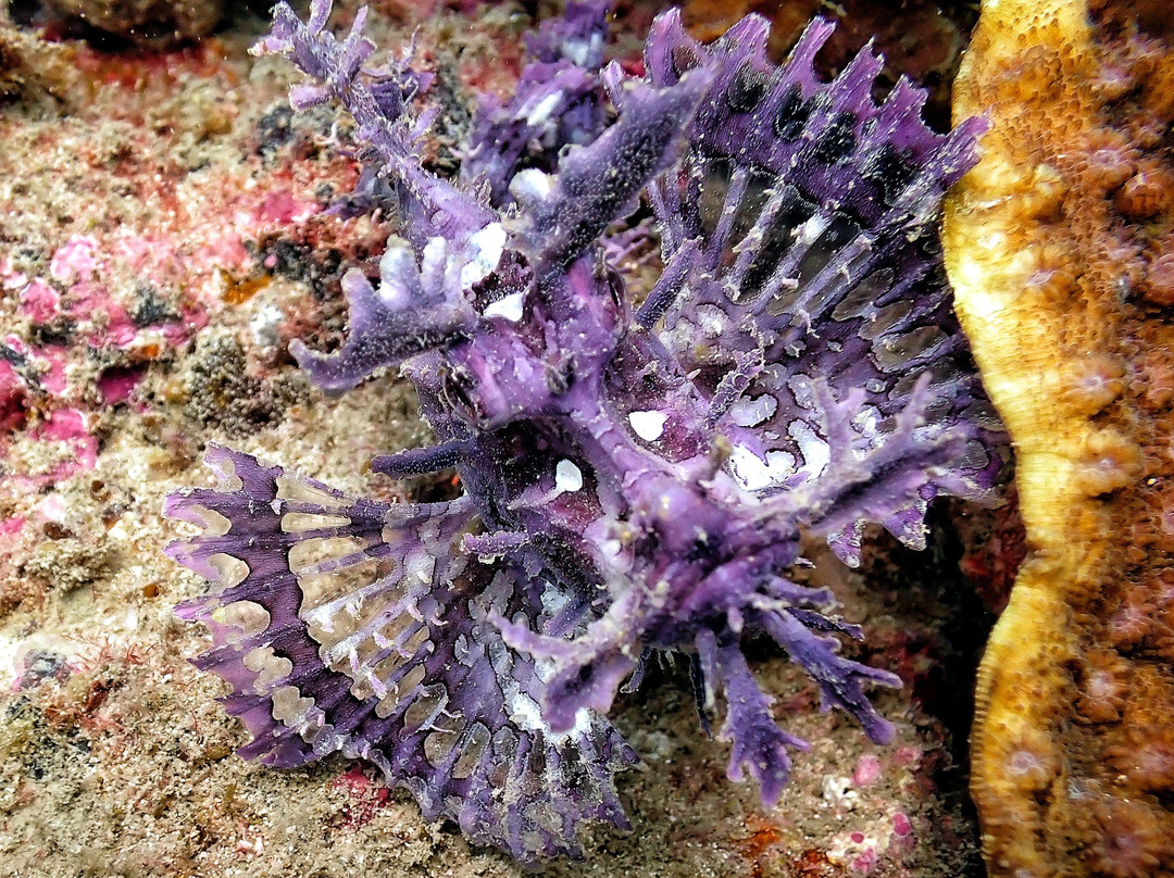 Double Deep diving center-诺西贝必去景点