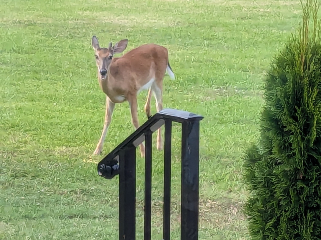 Bay Tree Manor主图