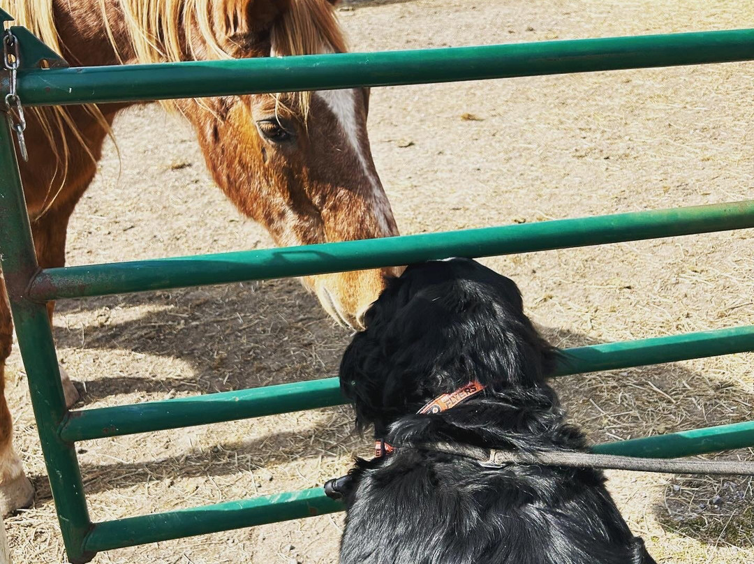 Ryerss Farm for Aged Equines景点图片