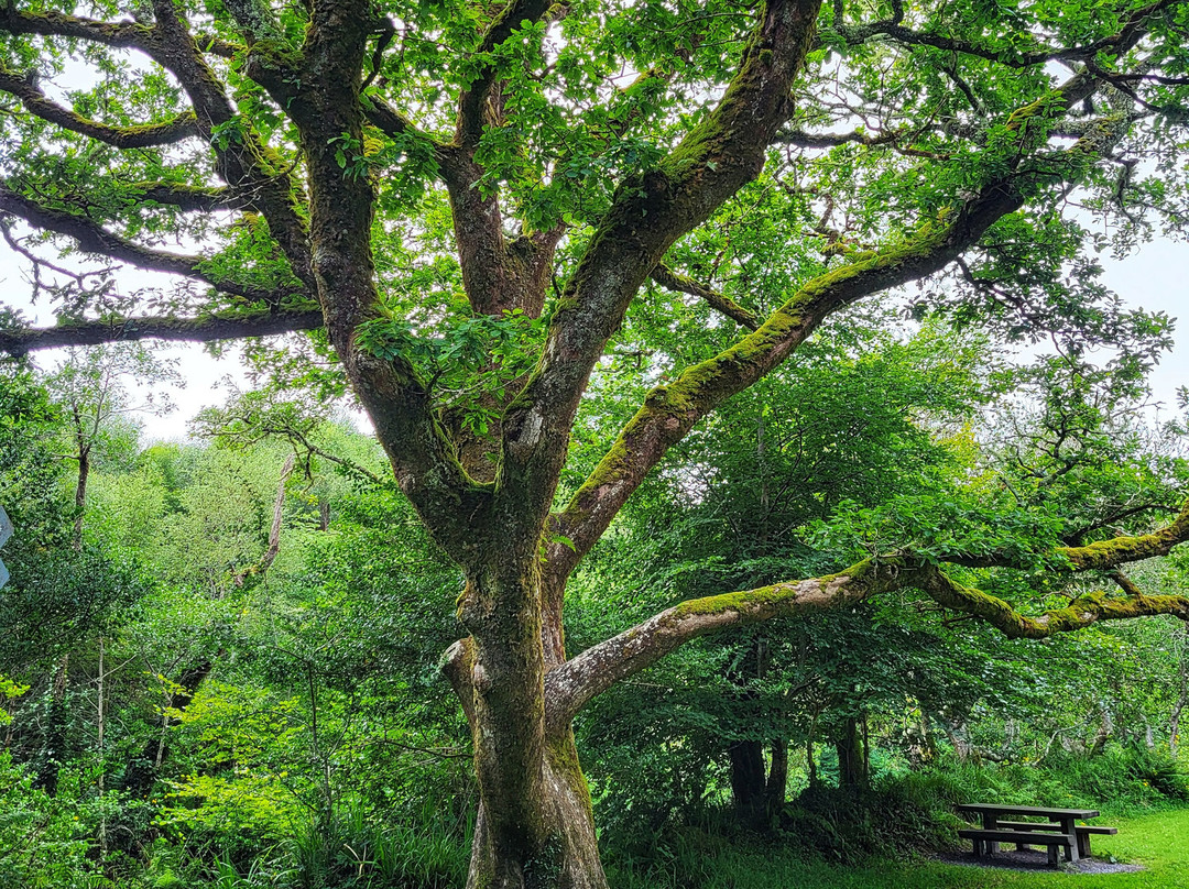 Glengarriff Nature Reserve-Glengarriff必去景点
