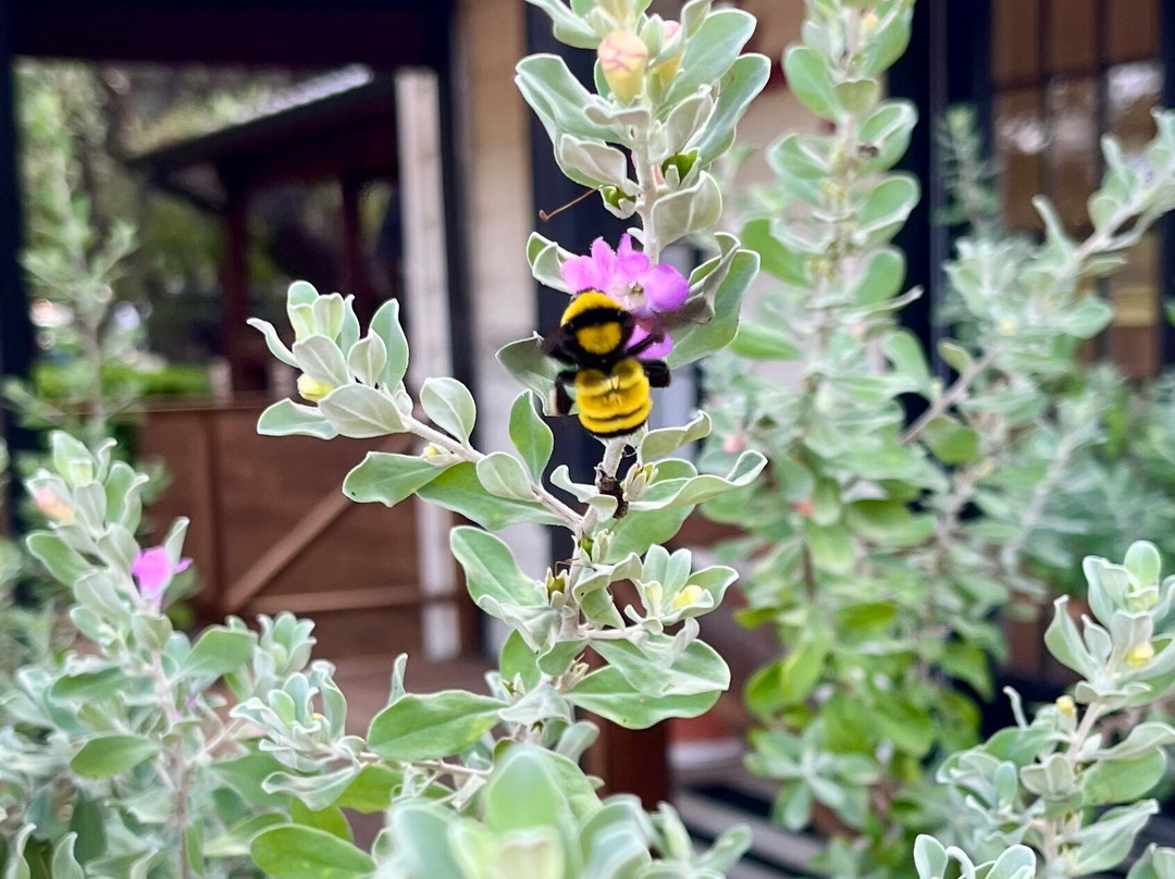 Wimberley Inn + Bar主图