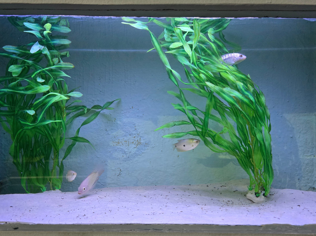 Aquarium Of The Amazon-伊基托斯必去景点