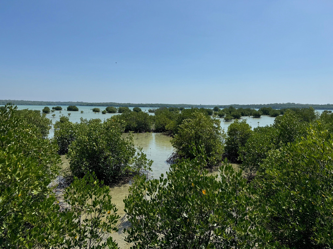 Karimunjawa Mangrove Forest景点图片