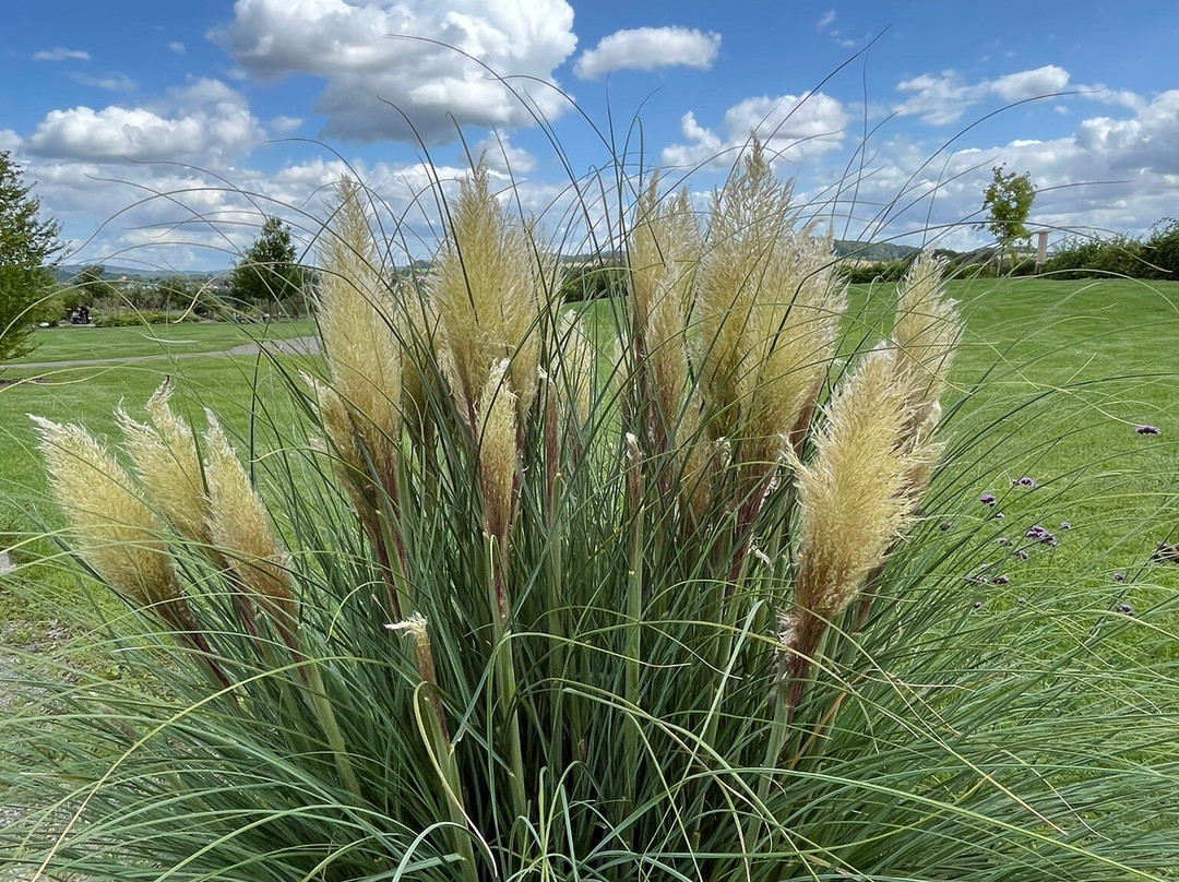 TAOASIS Botanischer Duftgarten景点图片