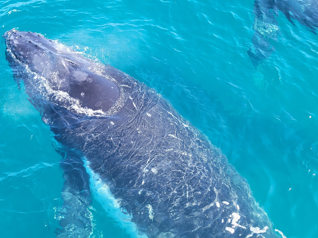 Whalesong Cruises景点图片