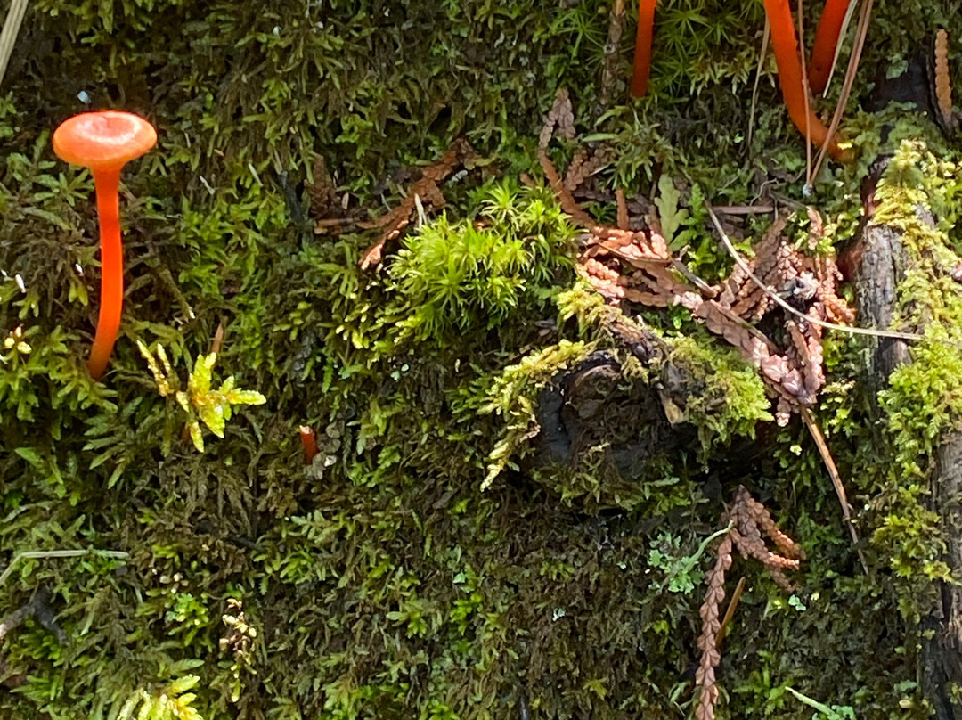 Border Lakes Tour Company-大马雷必去景点