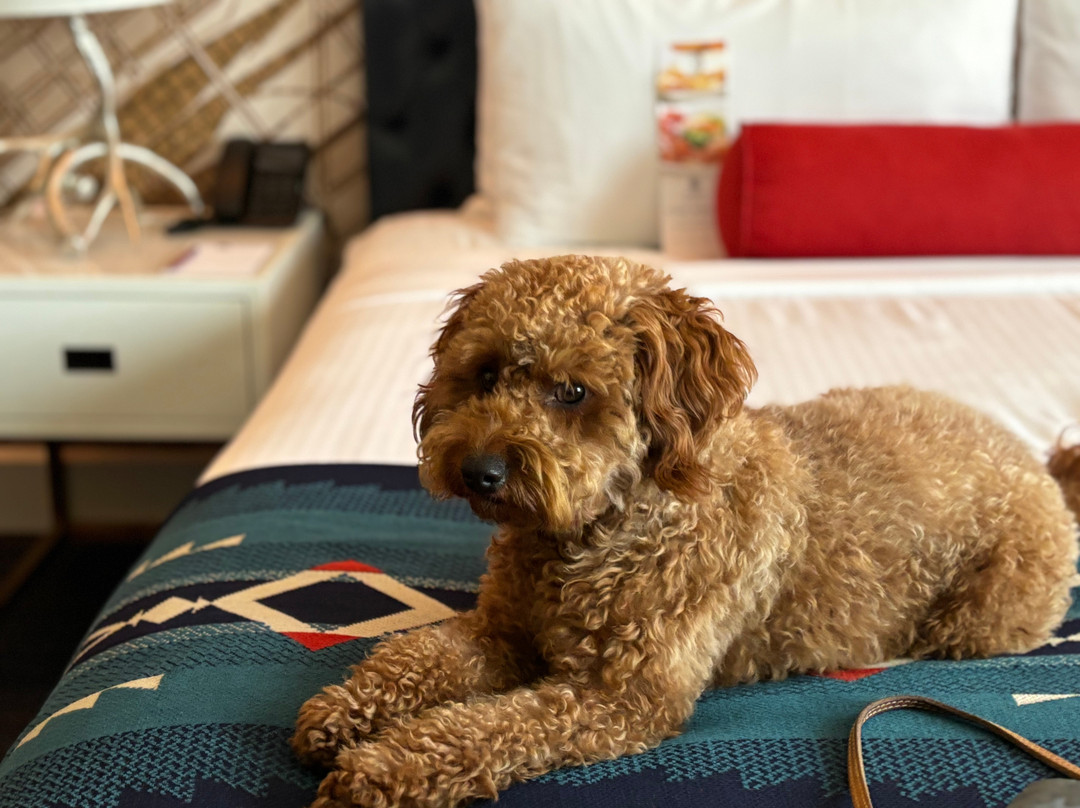 Hotel Paso Del Norte, Autograph Collection主图