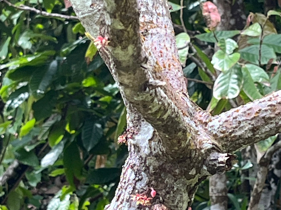Hacienda Chocolat-法哈多必去景点