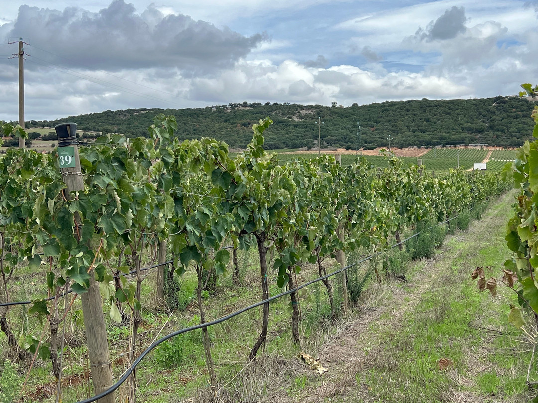 Cantina Masseria Torricella景点图片