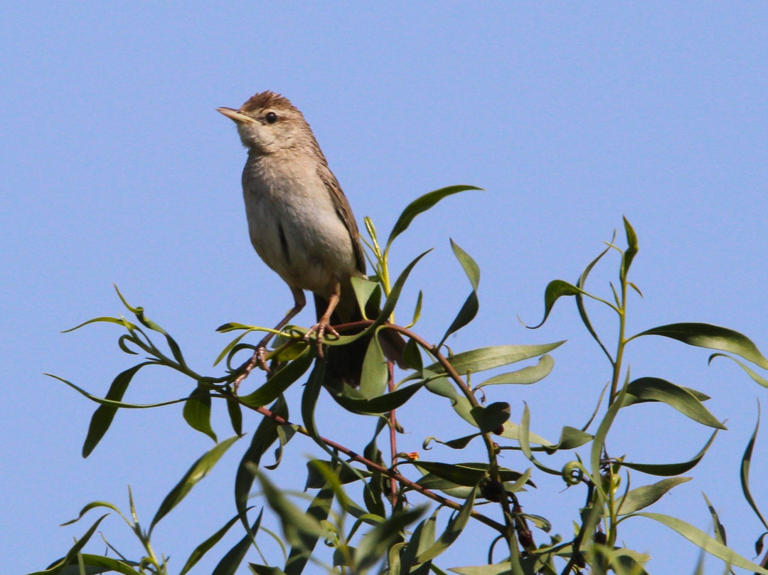 Lightning Ridge Visitor Information Centre-Lightning Ridge必去景点