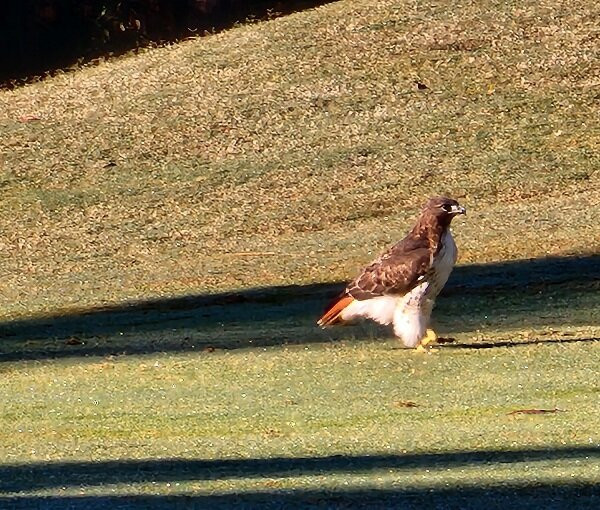 Tradition Golf Club-帕利斯岛必去景点