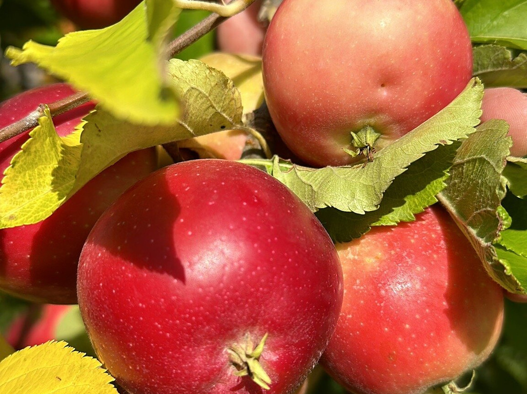 Masker Orchards景点图片