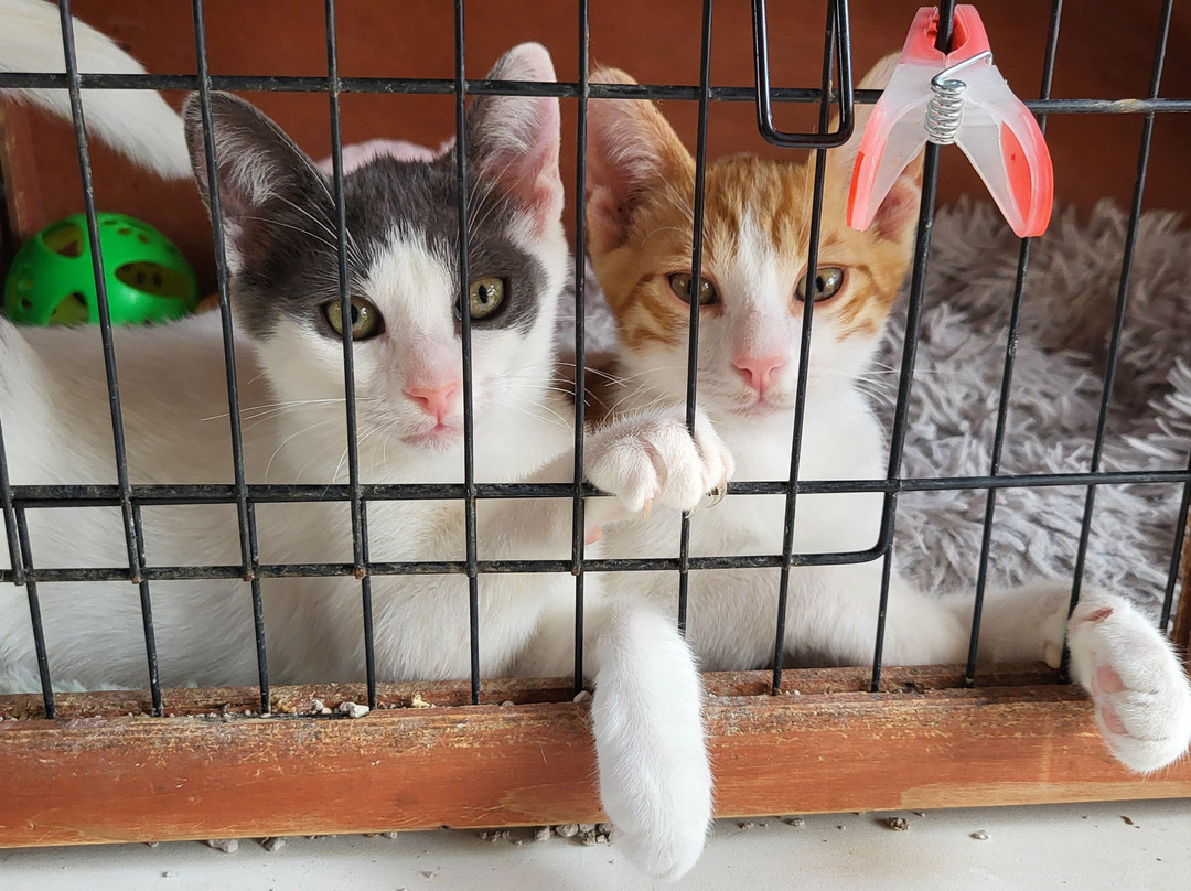 Kallithea Cats景点图片