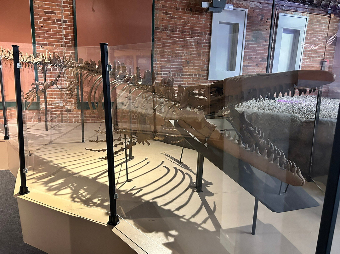 Museum of World Treasures-威奇托必去景点