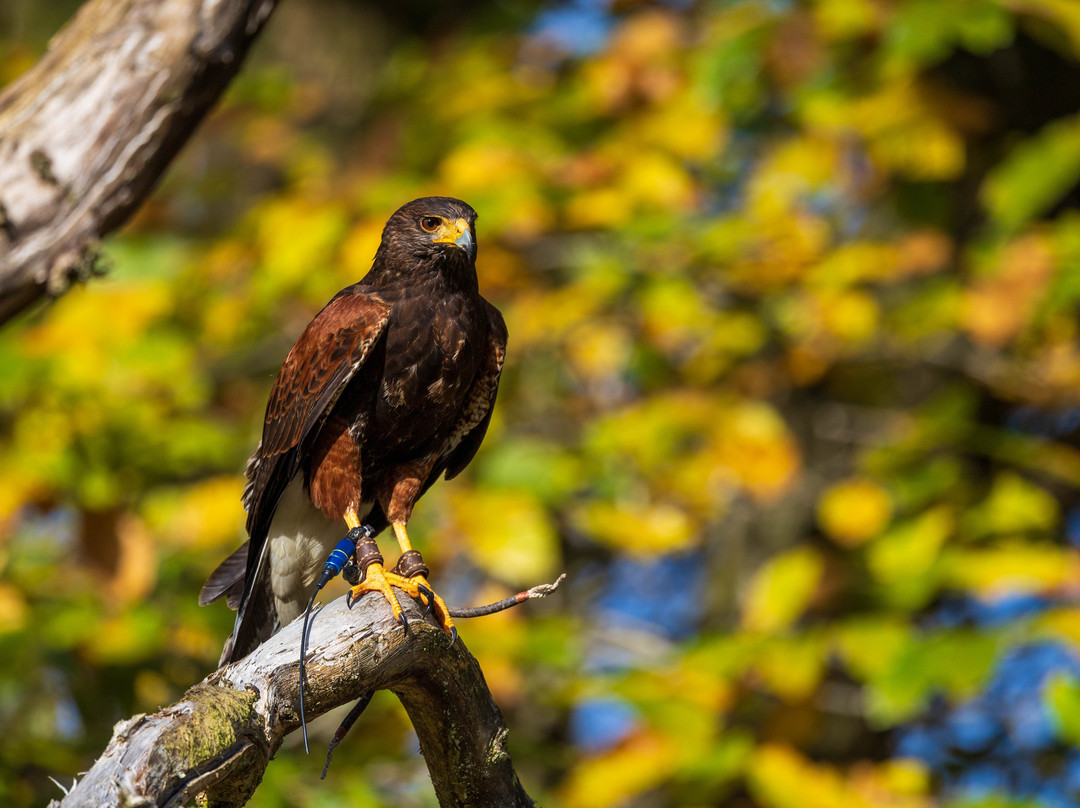 Lake District Falconry景点图片
