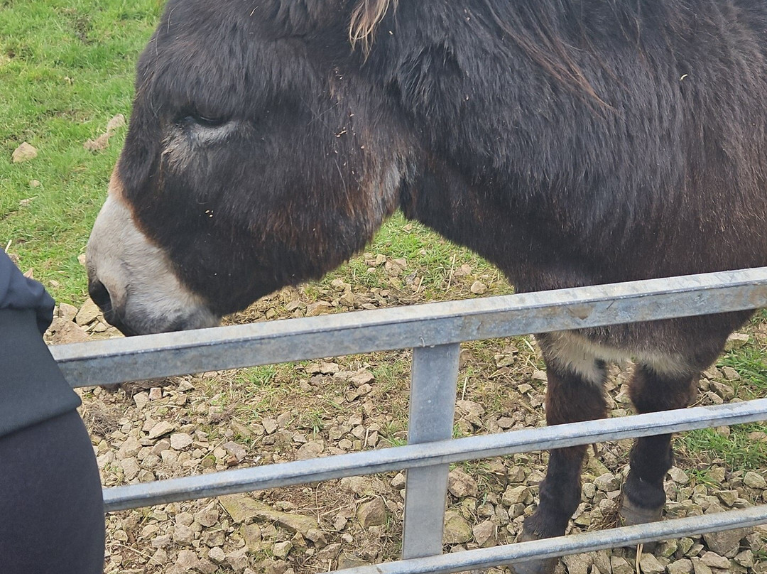 Bellevue Farm Tours-Blackwaterfoot必去景点