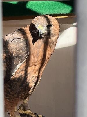 World Center For Birds of Prey-博伊西必去景点