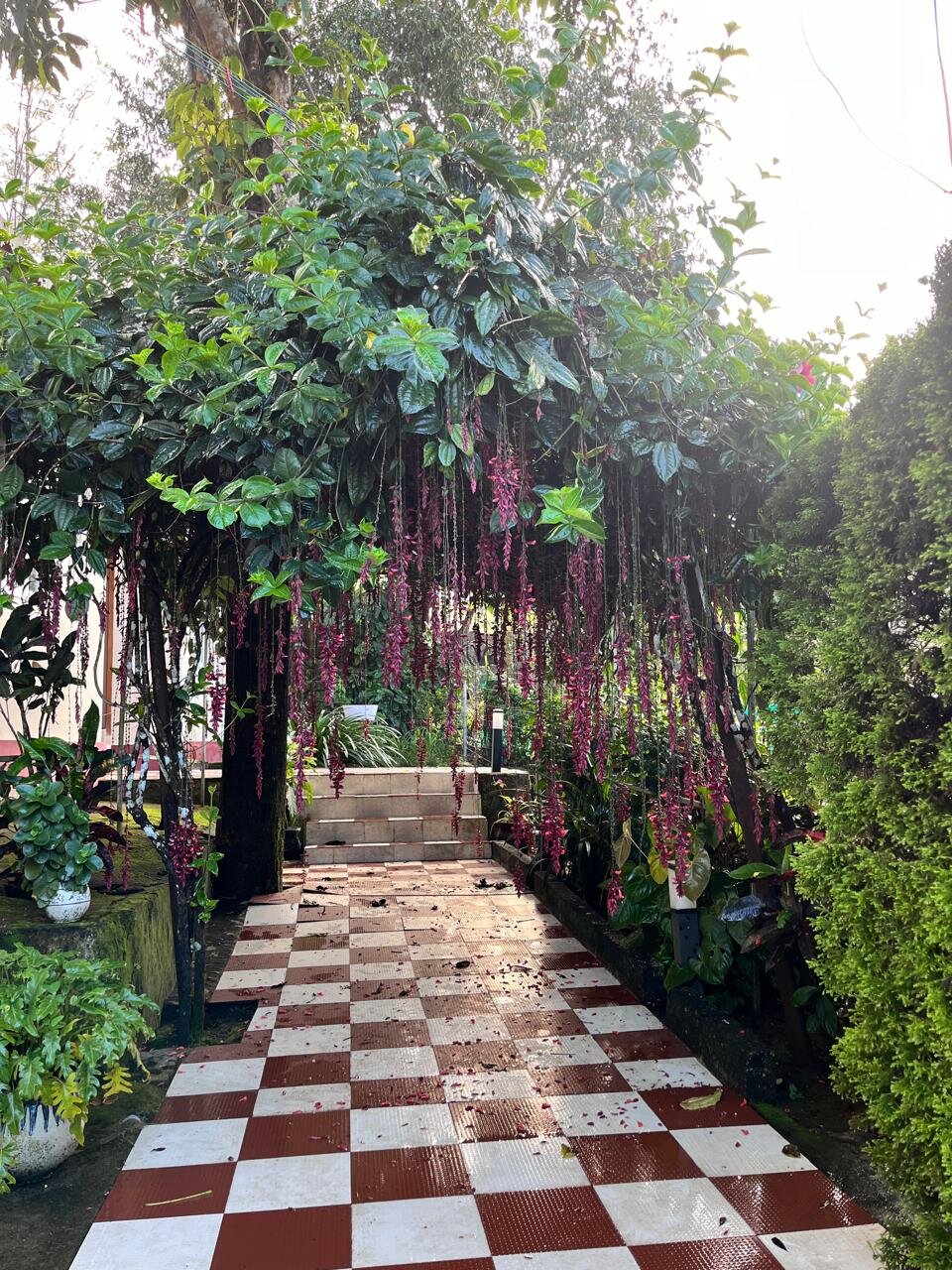 Petra Family Guest House-官方