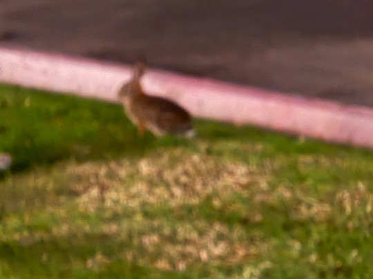 Carlton Oaks Lodge, Ascend Hotel Collection主图