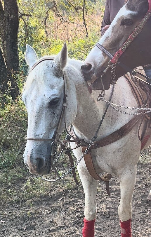 Cabalgatas Puebla景点图片