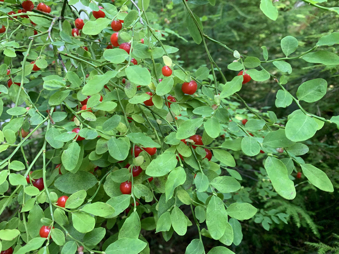 Regier Lake Trail-Daajing Giids必去景点