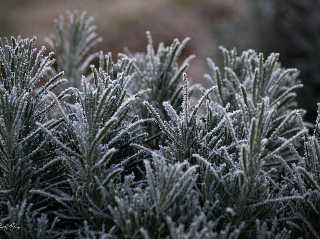 Mulberry Lavender Farm and B&B主图