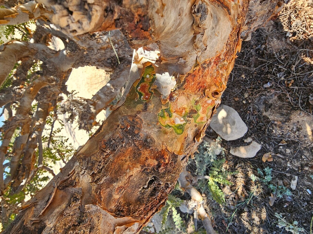 Wadi Dawkha-塞拉莱必去景点