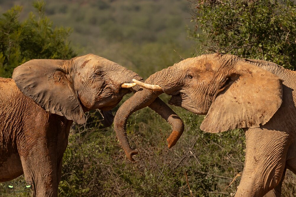 Apex Tours & Safaris-比勒陀利亚必去景点