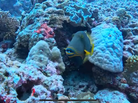 Euro-Divers Alila Kothaifaru Maldives-Kothaifaru必去景点