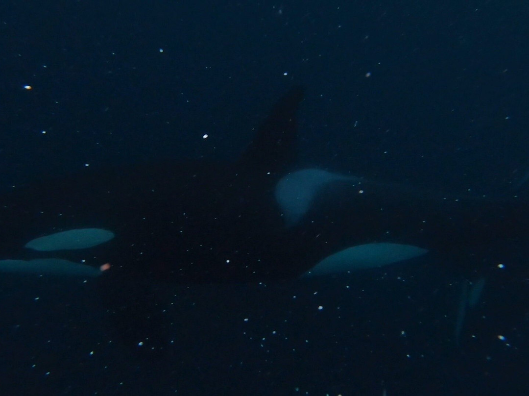 Whale2Sea景点图片