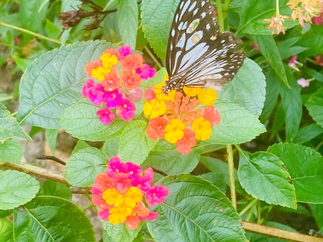 Siquijor Butterfly Sanctuary景点图片