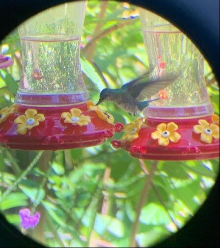 Bajnath's Estate Hummingbird Sanctuary-Matura必去景点