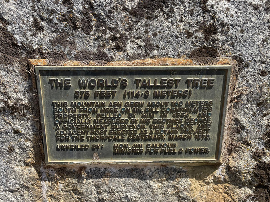 Site Of The World's Tallest Tree-Thorpdale必去景点