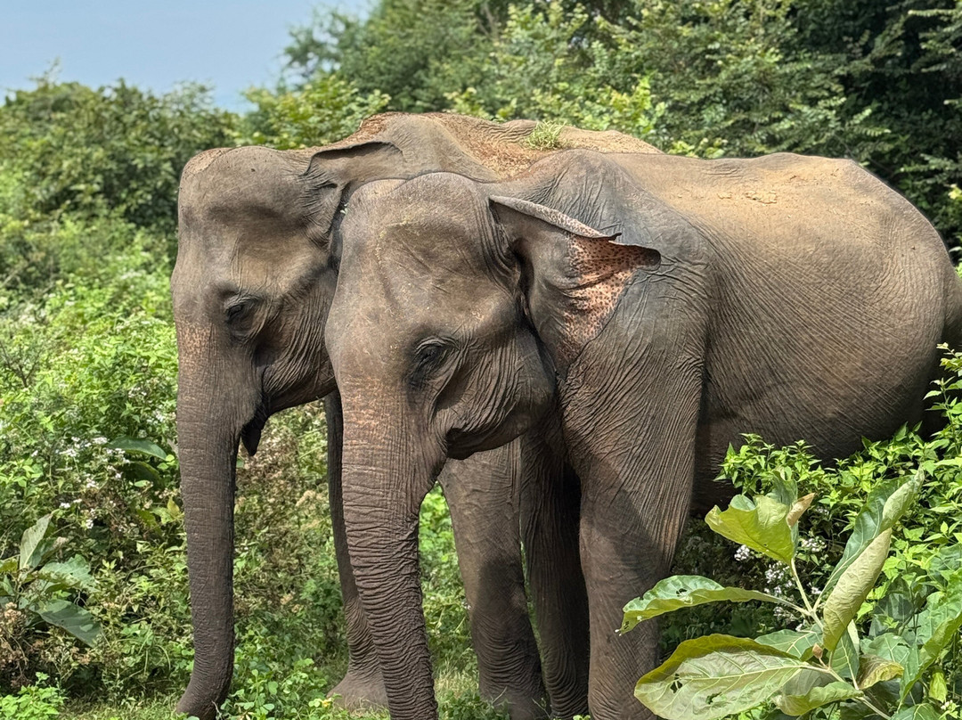 Sri Lanka driver booking & tours plc-Nawalapitiya必去景点