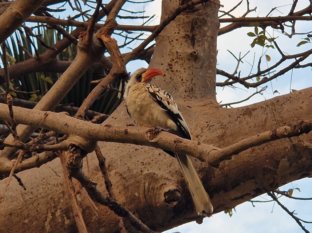 Turaco Birdwatching and Expedition Tours景点图片