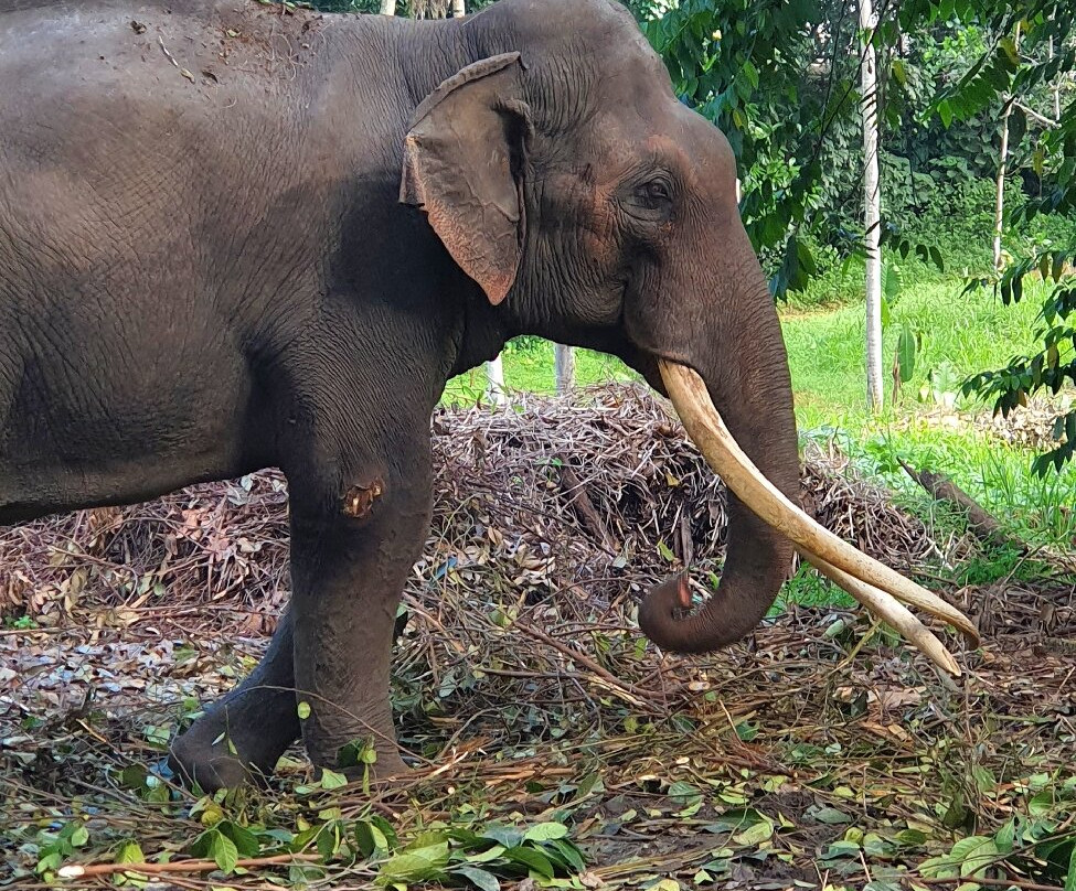 Ferien lanka tour-品纳维拉必去景点