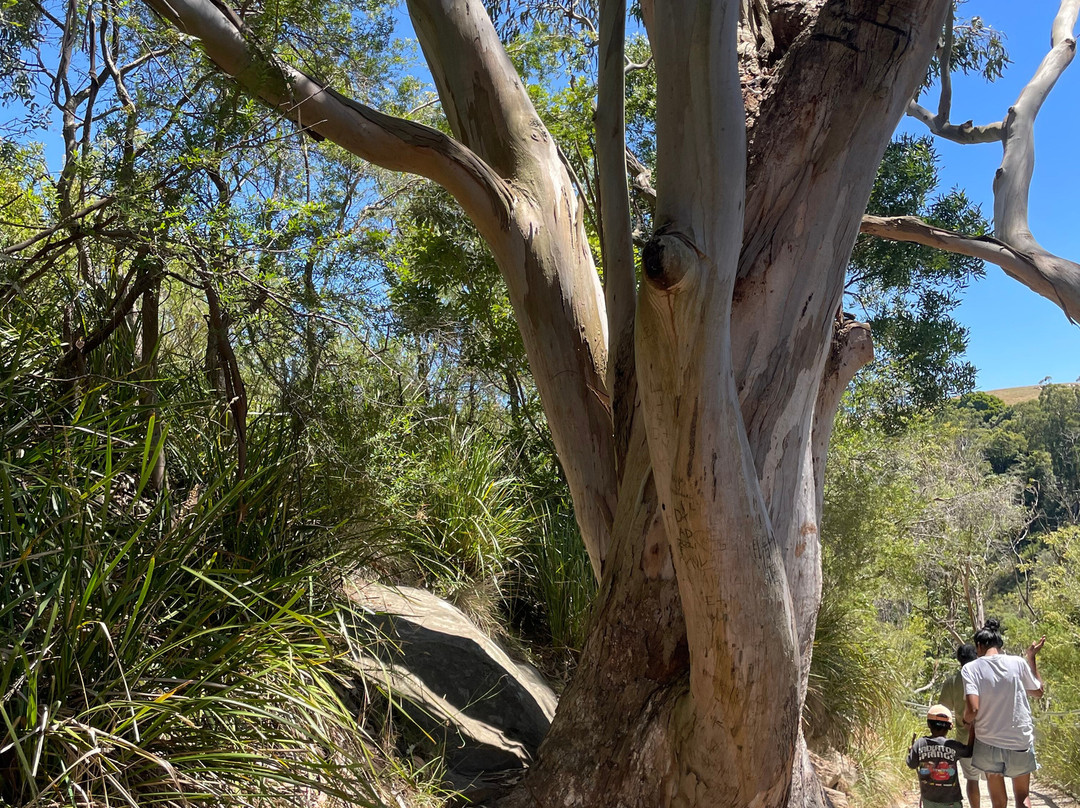 Agnes Falls-Hazel Park必去景点