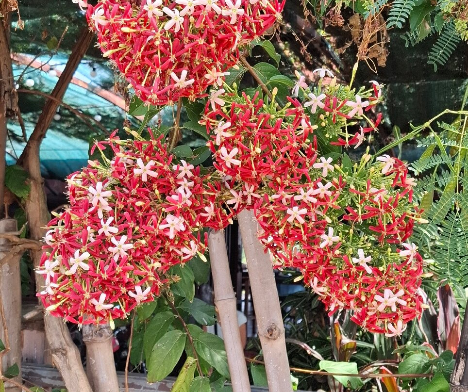 Don Khone Island景点图片