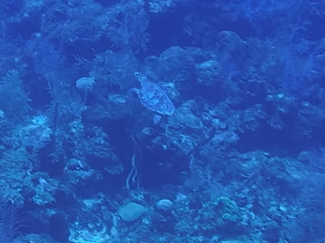 Living The Dream Divers-七哩滩必去景点