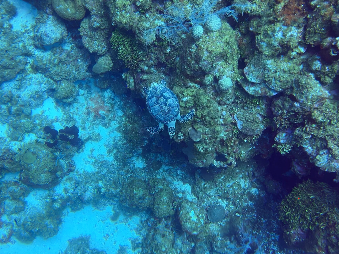 Living The Dream Divers-七哩滩必去景点