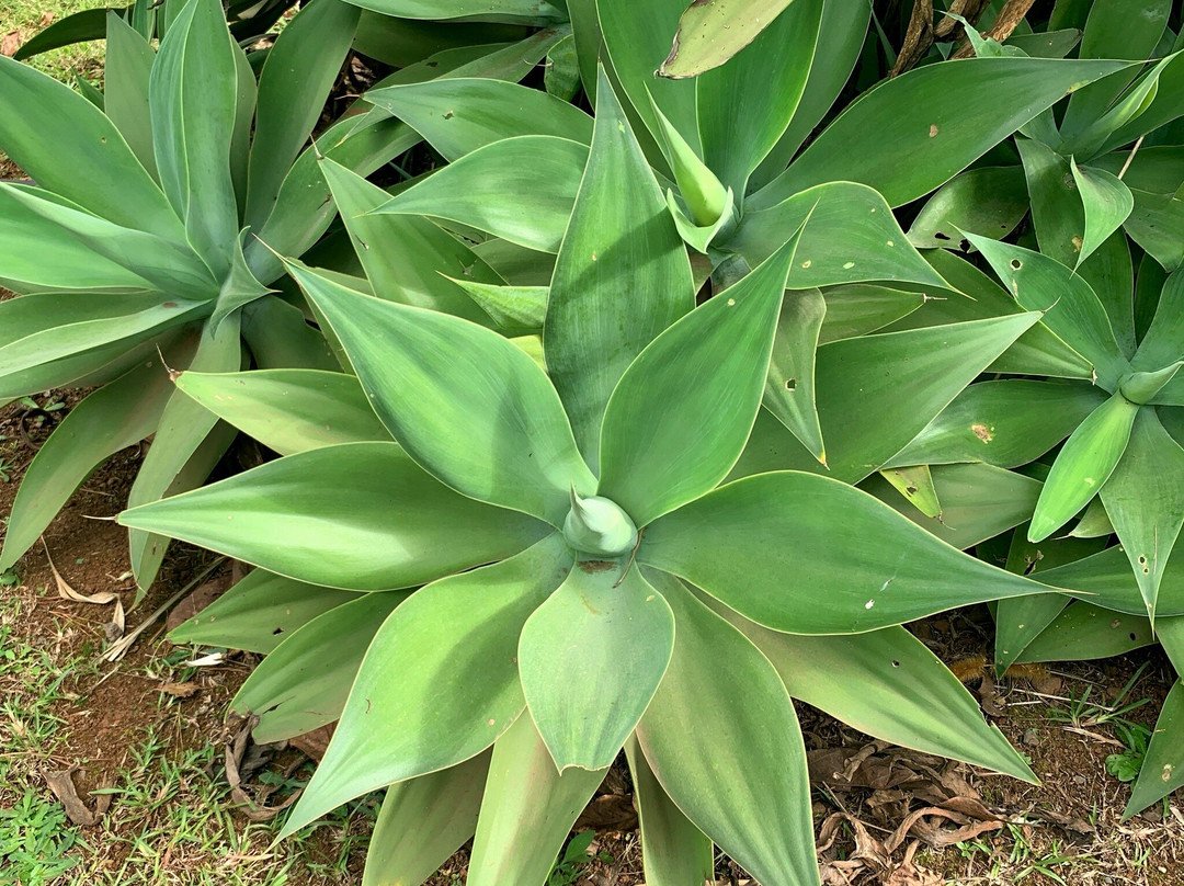 Ho'omana Spa Maui-马卡瓦必去景点